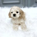 몽몽아 강아지분양 남양주본점 | 일산코카스파니엘분양 스마트한 선택으로 우리집에 온 천사