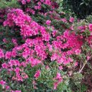 꽃향기머무는집 이미지