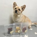 몰래멍냥 이미지