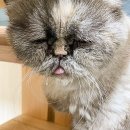 아이사랑동물병원 건강검진센터 이미지