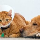 pet 25나3378 이미지