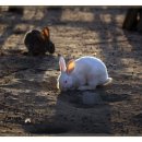 토끼나라 이미지