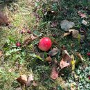 병길농장 | 퀘백 6박 7일 여행 후기 :: 4일차 :: 페리타고 레비...오를레앙 섬 와인농장 음주 피자 6층석탑 먹은 날