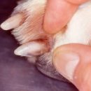 윤동물병원 이미지