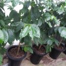 아라농장 이미지