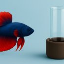 새우일 산소 이미지