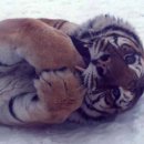 퍼니(FUNNY) 이미지