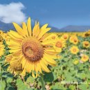 (주)중부벳 | 태국 방콕 근교 여행 롭부리 원숭이사원 해바라기축제 프라쁘랑삼욧