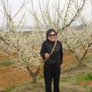 매화농장 이미지