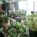 이준열대어 이미지