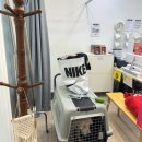 GS25 진천리슈빌점 | 3만원으로 대구 셀프만삭 찍은 내돈내산 후기✨ [코코아스튜디오 진천점]