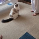 냥이 싸롱 | 대전 은행동 고양이 카페 냥이 싸롱 방문후기