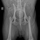 넬동물의료센터 이미지