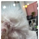 베니펫살롱 이미지