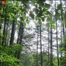 태백순대 이미지