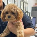 굿댕스쿨 이미지