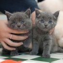 부산고양이분양 미유펫 이미지