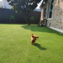 파파퍼피 DOG하우스 이미지