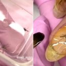 모기아트 이미지
