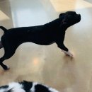 마이펫아카데미 이미지