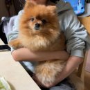 신남도서관 | 11월 주토피아 2번보기 /마사마드레 판콘토마테 후기/ 베르씨빌라쥬 샤쉐 내돈내산