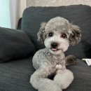 꽃단장하시개 이미지