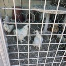 천안오골계농장 이미지