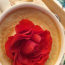 스텔라가든