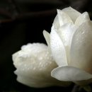 번영상회 이미지