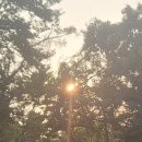 선흘별숲 이미지