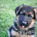 녹번동물병원 이미지