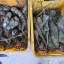 갈치농장 이미지