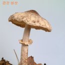 식용 버섯(Edible Mushroom)2 이미지
