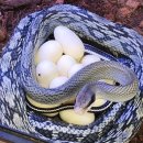 애니멀리움 이미지