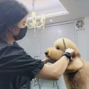 그루밍도그 이미지