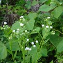 허니농장 이미지