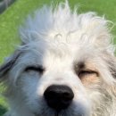 마오네애견카페 이미지