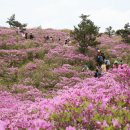 제 145회 정기산행 보성 일림산(668m) 이미지