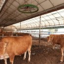 새농장 눈꽃한우농장 이미지