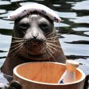 캐슬푸드 이미지