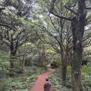 소잡는해녀 | 엄마랑 제주도 힐링여행! 🤩 8일 중 6일차 비자림 &amp; 전복 &amp; 해녀박물관 솔직 후기