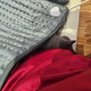 프롬비 | 전기발난로 온열기 6단계 온도 조절 자동 온도 제어 겨울 필수템 프롬비 추천 후기