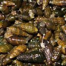 괴강올갱이해장국 이미지