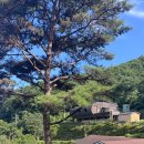 마당이수목원(느티나무동) | 경남 하동 구재봉 자연휴양림 애견동반 숙소 소나무1 모노레일 추천 후기