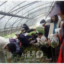 겨자씨 1농장 이미지