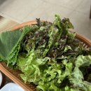 천수만우렁쌈밥 | 태안 안면도 만리포 해수욕장 맛집 '천수만우렁쌈밥' 후기