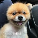율무네 | [알로페시아] 율무네 강아지 미용실_성남 강아지 목욕, 스파 후기
