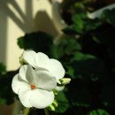 베란다 꽃기린꽃(221117) 이미지