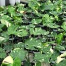 예삐마켓 이미지