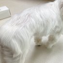 미견미묘 | 강아지비듬 피부 각질 자유펫 화이트에센스 강아지 미스트 추천
